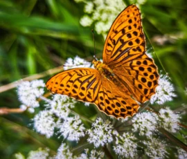 Faszination Schmetterlinge: Schaffen Sie wertvollen Lebensraum für heimische Falter und Bestäuber. Mit naturnahen Blumenwiesen und gezielter Bepflanzung verwandeln wir Ihren Garten in ein buntes Paradies der Artenvielfalt.