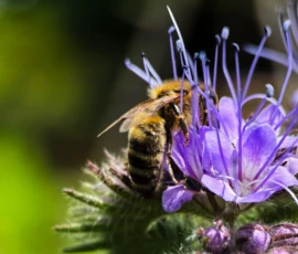 Nahrung für wertvolle Bestäuber: Mit gezielter, insektenfreundlicher Bepflanzung wie der Phacelia schaffen wir echte Oasen für Wildbienen und Hummeln in Ihrem Hausgarten.