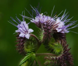 Magnet für Nützlinge: Bienenfreundliche Pflanzen wie das Büschelschön fördern die Artenvielfalt und verbessern nachhaltig die Bodengesundheit. Erfahren Sie, wie wir mit ökologischer Gründüngung und farbenfrohen Insektenweiden lebendige Gartenräume schaffen