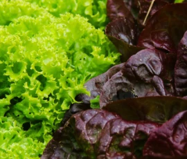 Nachhaltiger Anbau mit Genuss: Erleben Sie die Vielfalt des eigenen Gemüsegartens. Wir planen und gestalten funktionale Nutzgartenbereiche, die gesunde Eigenerzeugnisse mit natürlicher Ästhetik vereinen.