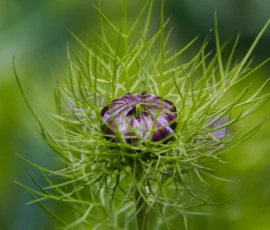Einzigartige Formenvielfalt: Entdecken Sie die Faszination feiner Detailstrukturen im Garten. Mit verspielten, selbstaussäenden Sommerblumen schaffen wir lebendige Pflanzenflächen voller Dynamik, Ästhetik und natürlicher Eleganz.