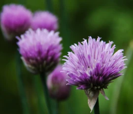 Kulinarik und Bienenweide vereinigen: Heimische Kräuter bereichern den Garten nicht nur in der Küche, sondern bieten als farbenfrohe Blüten Highlights für Mensch und Natur. Wir gestalten funktionale Nutzgärten, die gleichzeitig Lebensraum schaffen.