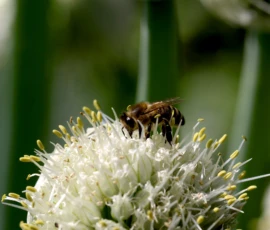 Bienenfreundliche Nutzgarten-Vielfalt: Lassen Sie Nutzpflanzen aufblühen. Wenn Gemüsepflanzen wie Lauch oder Zwiebeln zur Blüte gelangen, verwandeln sie den Garten in eine wertvolle Tankstelle für heimische Bestäuber.