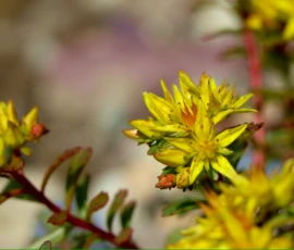 Sonnenglanz und Hitzehelden: Entdecken Sie robuste Sukkulenten für trockene Gartenbereiche. Wir gestalten pflegeleichte Steingärten und Mauern, die auch an heissen Tagen lebendig blühen und Bienen Nahrung bieten.