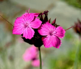 Magenta-Farbtupfer für sonnige Standorte: Verleihen Sie mageren Beeten und Steingärten intensiv leuchtende Farben. Wir gestalten pflegeleichte Pflanzenflächen mit heimischen Wildnelken, die Schmetterlinge magisch anziehen.