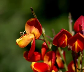 Feurige Farbtupfer im Frühlingsgarten: Setzen Sie mit ausdrucksstarken Gehölzen wie dem Edelginster lebendige Highlights. Wir gestalten Pflanzen- und Strauchflächen, die Ästhetik, Trockenheitsverträglichkeit und Natürlichkeit harmonisch vereinen.