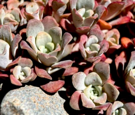 Lebendige Teppiche aus Naturstein und Sukkulenten: Verwandeln Sie sonnige Steinbeete in pflegeleichte Farboasen. Mit dicht wachsenden Fetthennen-Arten schaffen wir ausdrucksstarke, hitzeresistente Pflanzenteppiche.