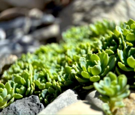 Immergrüne Bodendecker für sonnige Lagen: Verwandeln Sie karge Steinlandschaften in lebendige Pflanzenteppiche. Mit dicht wachsenden Sedum-Arten schaffen wir pflegeleichte, verlässliche Kissen für naturnahe Steingärten.