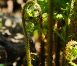 Wunder der Natur im Detail: Erleben Sie natürliche Kreisläufe hautnah in Ihrem Lebensraum. Mit sorgfältig ausgewählten, standortgerechten Pflanzen wie dem Farn verwandeln wir auch schattige Gartenbereiche in lebendige und harmonische Pflanzenflächen.